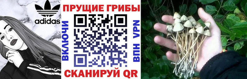 Псилоцибиновые грибы прущие грибы  Купить закладки  Черногорск 